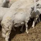 رخل حريه 5 شهور جرم ظهر وطرف مقنى ولا ذبح