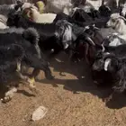 تيوس جذعانن سوريه 900 فل شحم