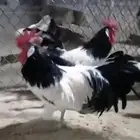 صيصان دجاج زينة