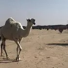 ناقه وضحاء ضريبه