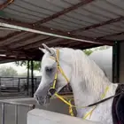 حصان واهو متاح للتشبيه لوجه الله تعالى