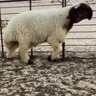 طلي صنف فاخر