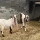تم البيع للبيع عنزين هولنديات ثنايا