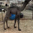 للبيع حوار ضيار