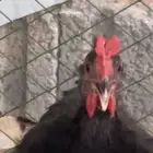 ديك ابو تاج