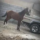 مهره شعبيه