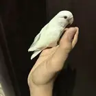 السلام عليكم للبيع طير الروز