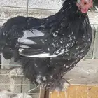 دجاج كوشن قزم ماكنتوش