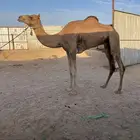 قعود لقي