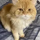 قطو شيرازي ذكر