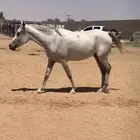 مهره سوريه