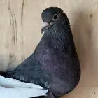 جوز قطايف وجوز باكستاتي