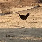 البيع دجاج قد بيض فيها 3 مهجنات و وحده فرنسيه و 2 بلدي ا