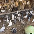 حمام فرنسي جروم وزاجل وسلفر
