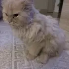 قط الي التبني