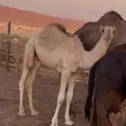 حشو لباني للبيع