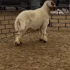 فحل نعيم صنف مشروط للبيع