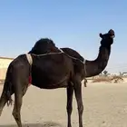 للبيع ناقة مجهم لقاح تسع شهور