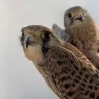 باشق او شبوط لبيع العدد 2