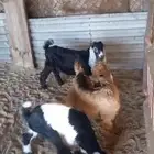 تيوس عارضيه وجفره