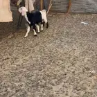 طلي عمره 3شهور مشروع فحل ومن مراح نظيف اطلي طيب ولايسوم الا