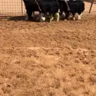 رخال نجد بفحلها