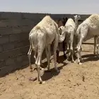 حشوان في بيشه