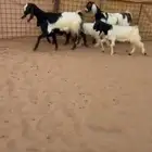 معزاء مشااريك قبرصي عارضي طيبه