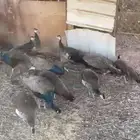 للبيع طاووس