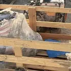 مكينة كامري S5