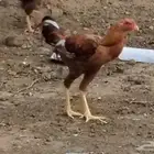 ديك باكستاني