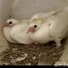 حمام لاحم