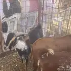 تيوس جنوبية