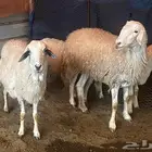 ضان