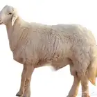 ذبايح تربيه للبيع