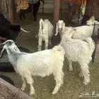 تيوس وجفار للبيع