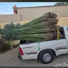 يوجد لدينا جميع انواع النخيل وجميع مقاساته وسعارمناسبه