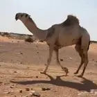 قعود باتلي طييب سنه يجذع ابوه ولد هود مضيم سوم 18