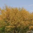 بذور السنط الملحي او الطلح الملحي