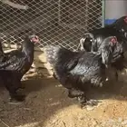 تصفيه براهما كولومبي البيع سمح