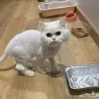 قطه للتبني