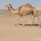 للبيع الرحول