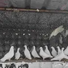 مشروع حمام فرنسي للبيع