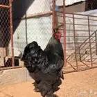 للبيع بيض براهما