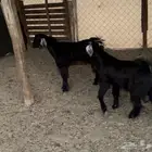 تيوس للبيع