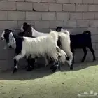جفار ربد