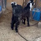 تيوس أعمارها تقريبا 7 شهور