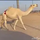 ابل منوت الي بيظرب