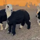 مشاريع فحول نجد صنف جذعان