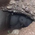 اراتب فرنسيه صغيره عيون حمر